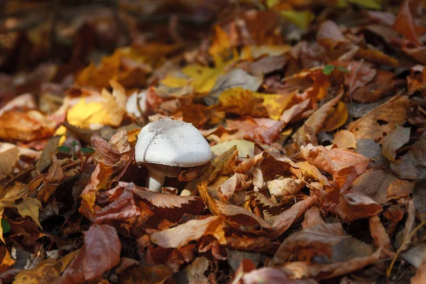 Bir sonbahar ormanının yeşilliklerinde şampiyon.