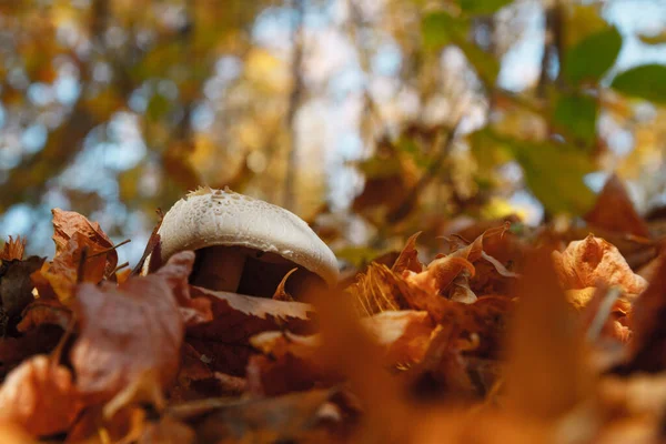 Bir sonbahar ormanının yeşilliklerinde şampiyon.