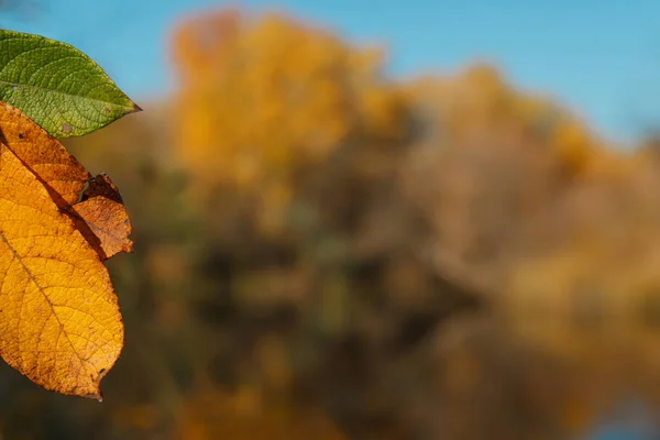 Sonbahar yaprakları mavi gökyüzü arkaplanıyla