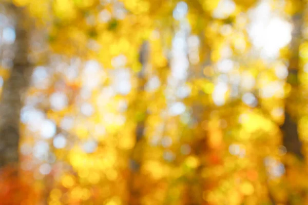 Altın sarılarının yumuşak bulanık bokeh arkaplanı.