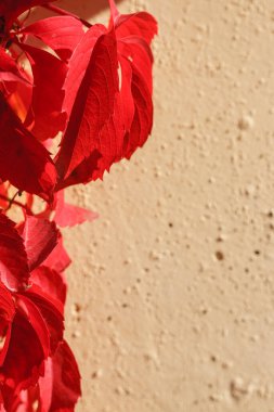 Beyaz taş duvarda kırmızı sonbahar yaprakları