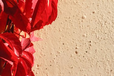 Beyaz taş duvarda kırmızı sonbahar yaprakları