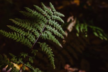 Sonbahar renklerinde eğrelti otları. Sonbaharda Fransız ormanı. Renkli doğa.