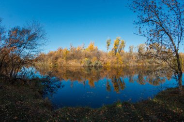 Sonbahar orman ağaçları nehre yansıyor. Sonbahar ormanında nehir.