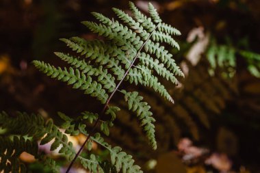 Sonbahar renklerinde eğrelti otları. Sonbaharda Fransız Ormanı.