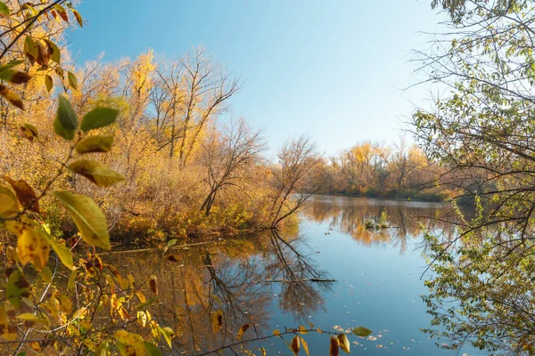 Sonbahar orman ağaçları nehre yansıyor. Sonbahar ormanında nehir.