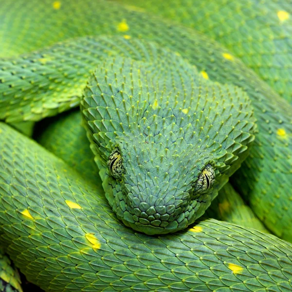 Επικεφαλής της πράσινο φίδι atheris chlorechis Εικόνα Αρχείου