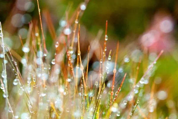 Autunno erba colorata con gocce di pioggia Foto Stock