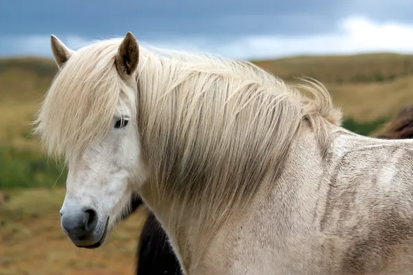 Caballo islandés — Foto de Stock