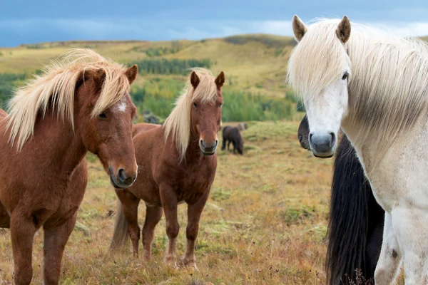 bir kameraya bakarak üç İzlandalı atlar