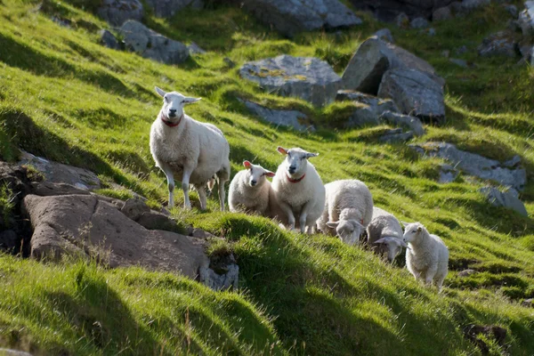 カメラを見て羊の群れ — ストック写真