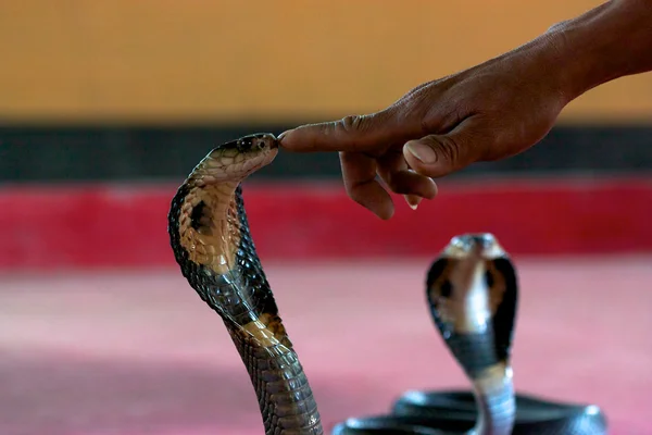 Cobra toucher les doigts — Photo