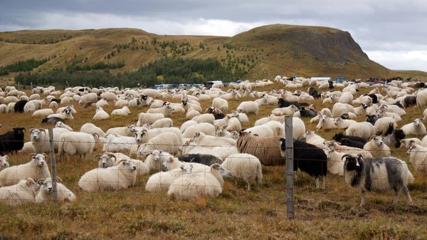 Gran manada de ovejas — Foto de Stock