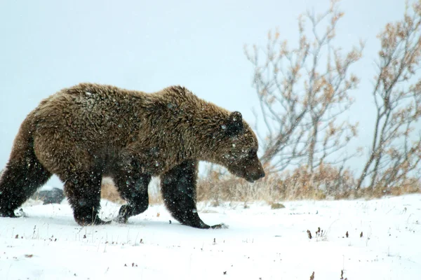 Grizzly bear in Denali NP, Alaska — Stock Photo, Image