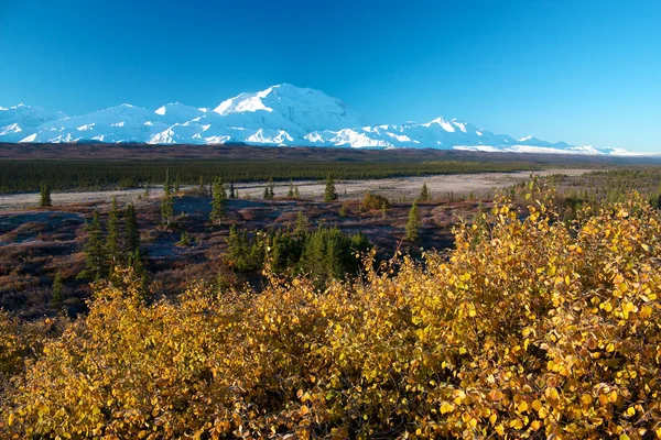 Mt. McKinley (Denali) con cespuglio giallo in autunno Immagine Stock