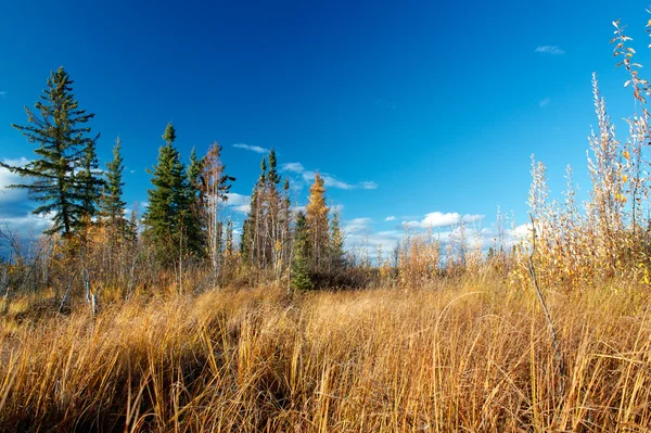 sonbahar göl kenarında fairbanks