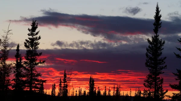 Roter Sonnenuntergang hinter Wald — Stockfoto