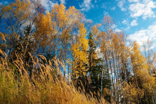 Foglie colorate sugli alberi — Foto Stock