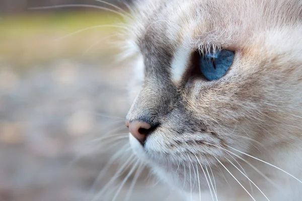 mavi gözlü beyaz kedi kafası