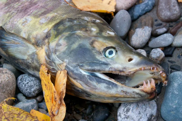 Salmão morto — Fotografia de Stock