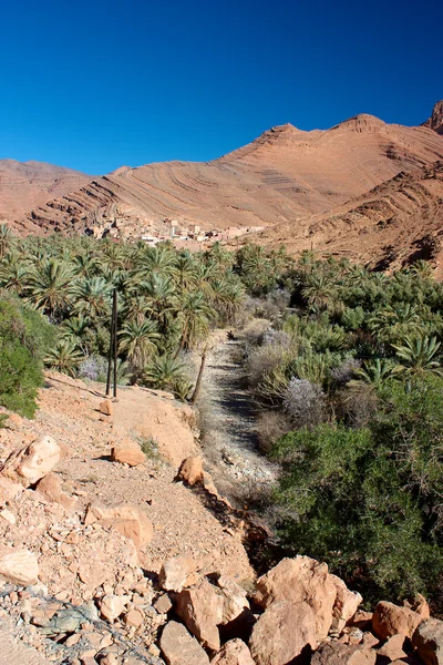 palmiye ağacı vaha AIT Mansur