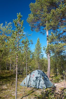 güneşli gün boyunca ormanda çam ağacının yanındaki çadır kurdu