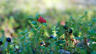 Kırmızı ve mavi çilek Norveç orman katta detay