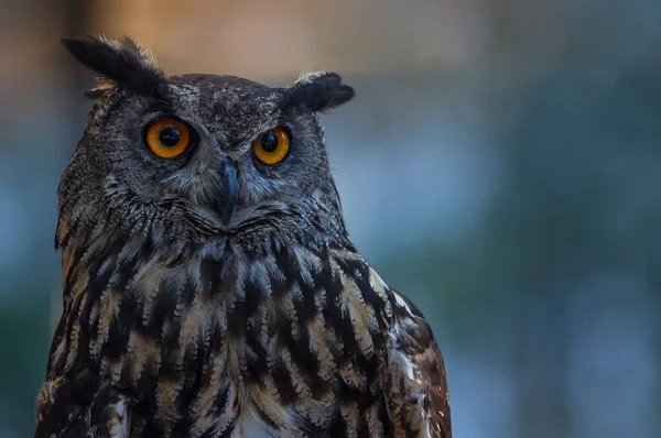 Close-up of an owl with big yellow eyes, surveillance concept.