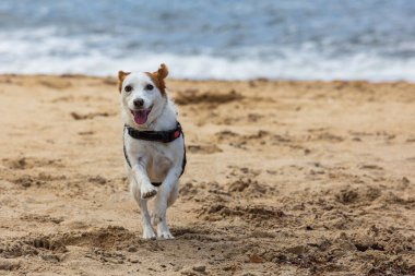 Dog running on the beach with a happy face. Jack Russell breed. 