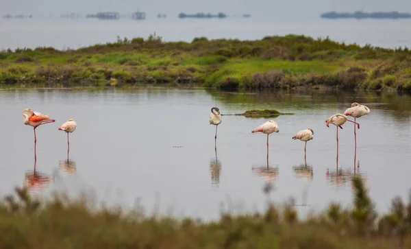 Group of 7 flamingos holding onto one of their legs. European Phoenicopterus in Spain