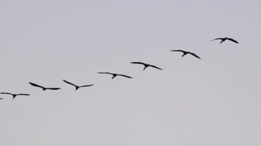 Ebro Delta 'da çok büyük kuş grupları uçuyor. Plegadis falcinellus, istilacı tür. Grup kavramı. Yavaş çekim