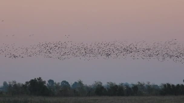 Deltě Řeky Ebro Létají Velké Skupiny Ptáků Plegadis Falcinellus Invazivní — Stock video