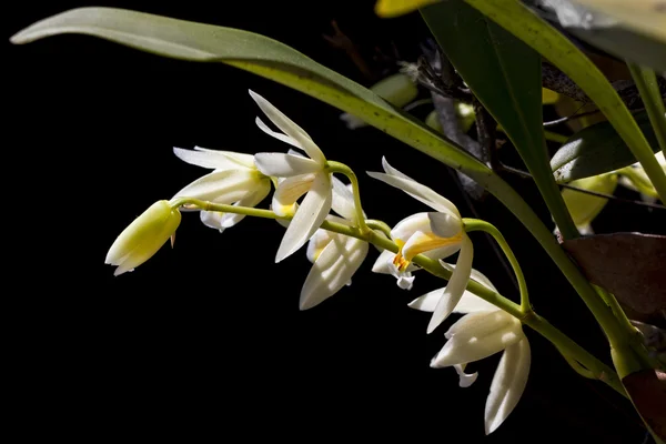 Witte bos orchidee in thailand Stockfoto