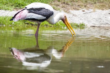 boyalı leylek kabuklu su yemek