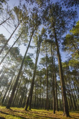 ormanda çok uzun ağaç