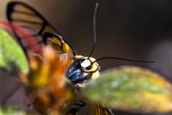 Pan Bumble bee s zelenými listy — Stock fotografie