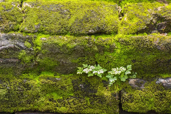 33plant en korstmossen op stenen muur Rechtenvrije Stockfoto's