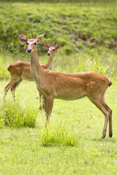 Deux femelles de cerfs sauvages dans l'herbe Images De Stock Libres De Droits