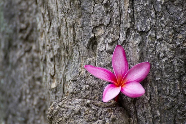 Frangipani rose avec texture d'arbre Photos De Stock Libres De Droits