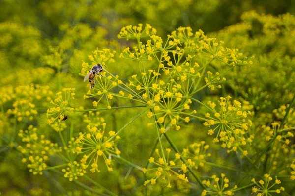 Piccolo fiore giallo con ape — Foto Stock