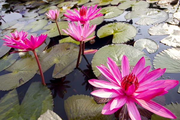 Rode lotusbloem in het water Stockfoto