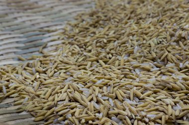 Paddy cilalı pirinç kabuğu