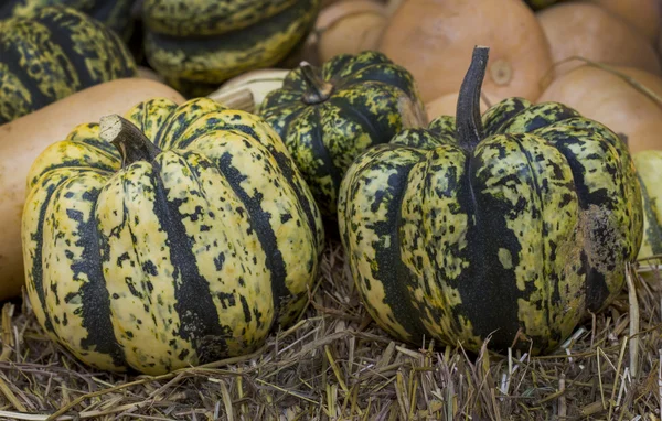 Zucca verde e la paglia — Foto Stock