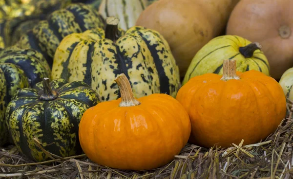 Coppia zucca arancione e zucca verde e la cannuccia — Foto Stock