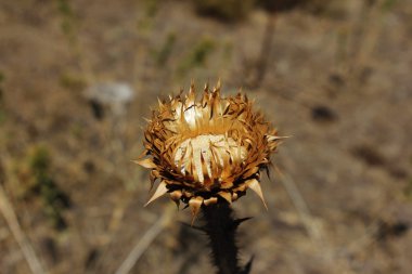 kurutulmuş thistle