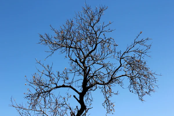 Kurumuş ağaç — Stok fotoğraf