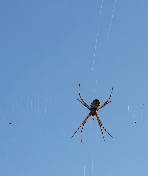 Spider net — Stock Photo, Image