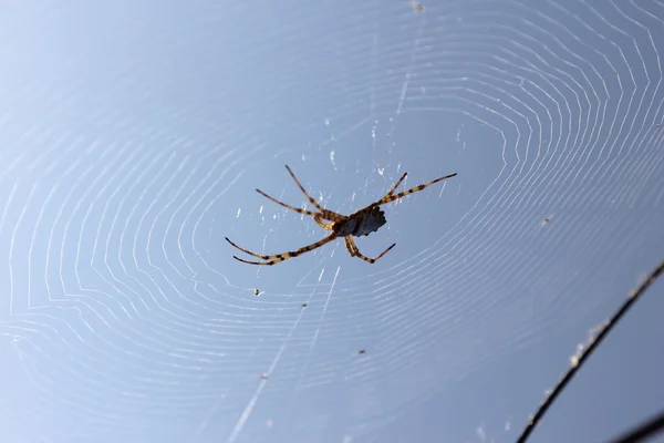 Spider net — Stock Photo, Image