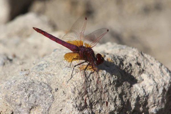 Libellula —  Fotos de Stock