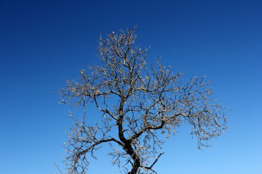 kurumuş ağaç